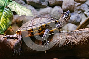 Close-up of a small Red-eared slider