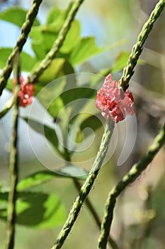 Close-up of small red flowers