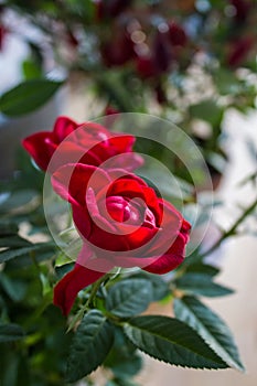 Close up of small red roses.