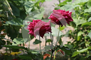 Close-up of small red roses