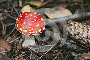 Close-up of a small, round red and white fly agaric, Amanita muscaria, in autumn.