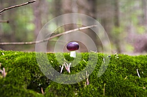 Close up of a small russule mushroom on the moss c