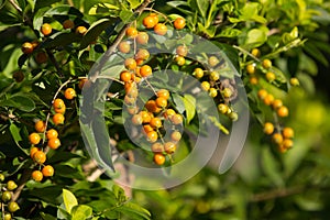Small seed of Duranta repens Flower on tree