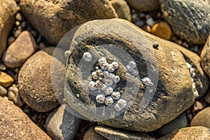 Close-up small shells attached to a rock at the beach in Invergordon, Scotland