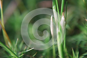Close up of a small, single brown moos