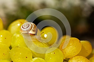 Close-up of a small snail crawling over grapes quiche mish