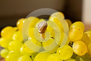 Close-up of a small snail crawling over grapes quiche mish