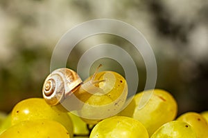 Close-up of a small snail crawling over grapes quiche mish