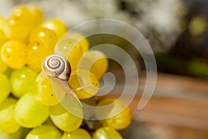 Close-up of a small snail crawling over grapes quiche mish