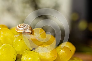 Close-up of a small snail crawling over grapes quiche mish