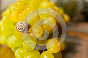 Close-up of a small snail crawling over grapes quiche mish