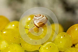 Close-up of a small snail crawling over grapes quiche mish