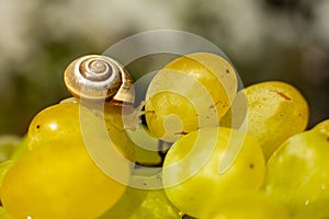 Close-up of a small snail crawling over grapes quiche mish