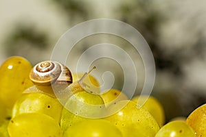 Close-up of a small snail crawling over grapes quiche mish