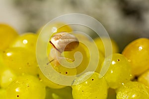 Close-up of a small snail crawling over grapes quiche mish