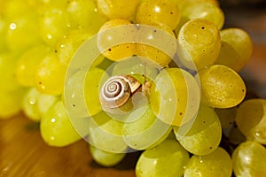 Close-up of a small snail crawling over grapes quiche mish