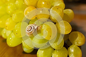 Close-up of a small snail crawling over grapes quiche mish