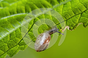 Close-up with a small snail on a green leaf