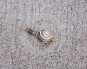 Close up of a small snail
