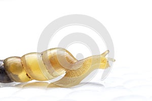 Close up of the  small snail on a white background. Side view of the  snail crawl over the white foam box