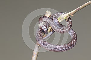 Close-up of Small snake on green leaf