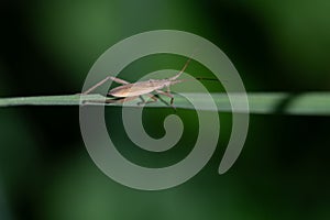 Close-up of a small soft bug balancing on a green long blade of grass. The background is green with plenty of space