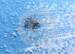 Small spider on blue wall