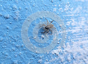 Small spider on blue wall