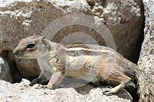 Close up of small squirrel