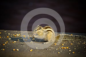 Close up of Small Squirrel Looking For Food On The Ground