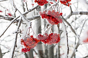 Close up of small thin branches of bright red rowan covered with snow with blurred trees in background in daytime