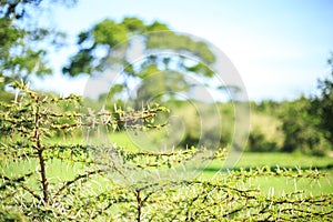 Close up of small thorny acacia tree