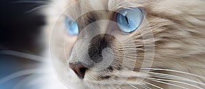 Close up of a small to mediumsized cats face with blue eyes and whiskers