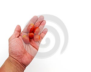 Close up small tomato on hands isolated on white background with copy space. Holding group of red fresh