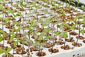 Close-up of small tomato plants in a greenhouse