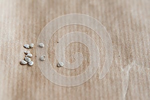 Close up of small tomato seeds to germinate