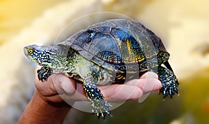 Close-up Small tortoise turtle in hand