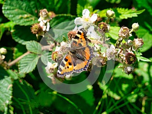 Close up of a small tortoiseshell aglais urticae butterfly, feeding on blackberry flowers on a sunny day in Lancashire, UK