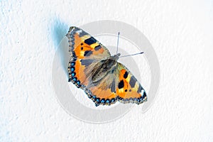 Close-up of a small tortoiseshell butterfly