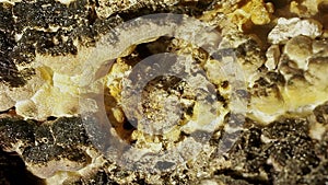 A close up of the small transparent shrimp, living in one of the cuban cenotes