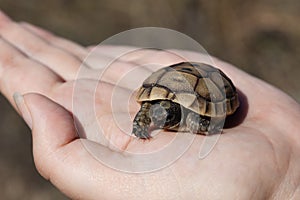 Close-up of small turtle in the palm of a woman hand