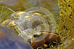 Close-up on a small turtle in the park