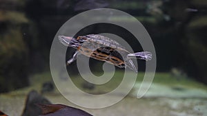 Close-up of a small turtle swimming underwater in a aquarium among other fish.