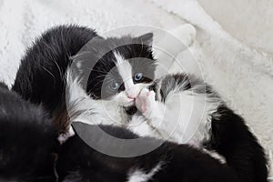 Close up of small tuxedo kitten lying with mother cat