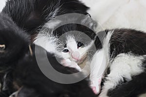 Close up of small tuxedo kitten lying with mother cat