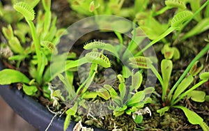 Close up of small Venus Flytrap plants