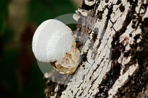 Close-up of a small Volvariella silky
mushroom growing atop a tree trunk in a lush, green forest