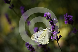 Malé biely motýľ kŕmenie na levanduľa kvetina 