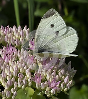 Close up of small white butterfly on pink sedum flower
