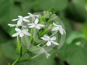 Close up Small white flower of Ceylon leadwort, White leadwort or Plumbago zeylanica.